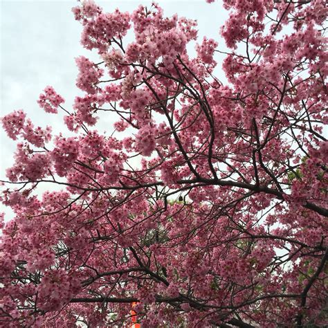 Cherry blossoms at Ueno park | Ueno park, Favorite places, Cherry blossom