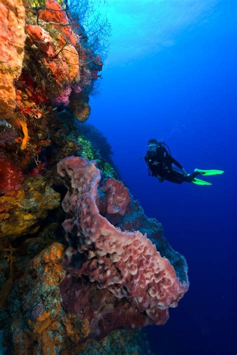 Scuba Diving at coral reefs. | Favorite Places & Spaces | Pinterest