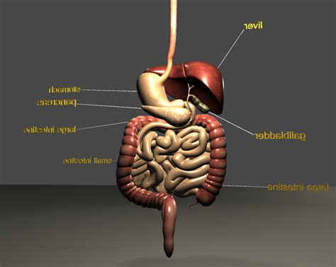 伯特 罗 - digestive system 3D Model