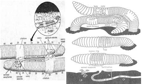 Unit 5-5: Phylum Annelida – The Biology Classroom