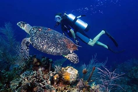 Belize Barrier Reef Scuba Diving Holidays | Best scuba diving, Learn to ...