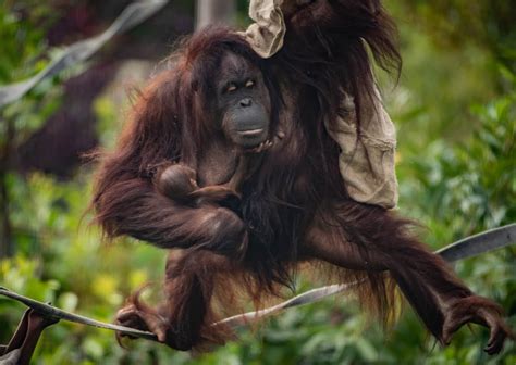 A Critically Endangered Bornean Orangutan Has Been Born At Chester Zoo