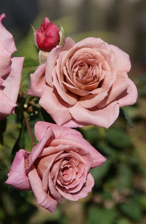 Organic Garden Dreams: November Roses