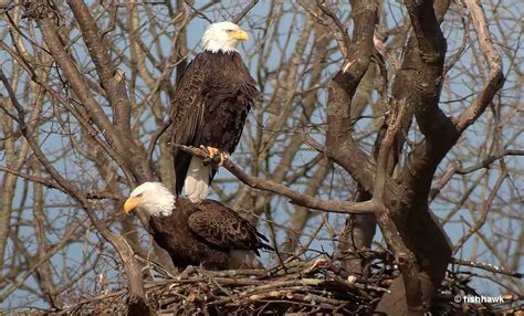 Female Eagle – Identification, Lifecycle & Fun Facts