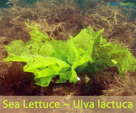 Sea Lettuce facts and health benefits