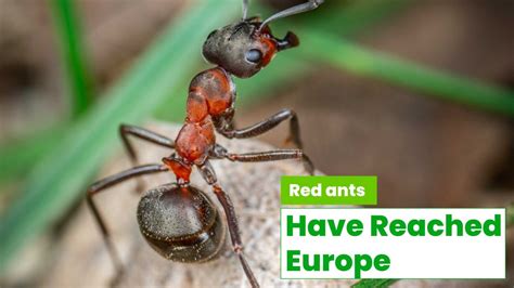 The Red Ants Have Reached Europe: What You Need to Know