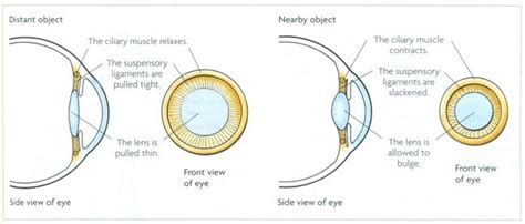 Accommodation | Eyes, Ciliary muscle, Biology lessons