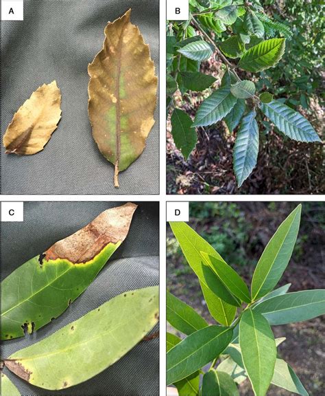 A) Tanoak leaves infected with Phytophthora ramorum and showing... | Download Scientific Diagram