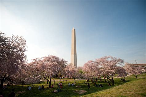 Beautiful Pictures: Cherry Blossom Trees - Beautiful Cherry Blossoms In Full Bloom