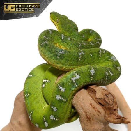 Yearling Emerald Tree Boa For Sale - Underground Reptiles