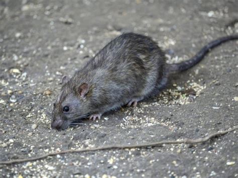 Chicago Is Most Rat-Infested US City Until Further Notice | Chicago, IL ...