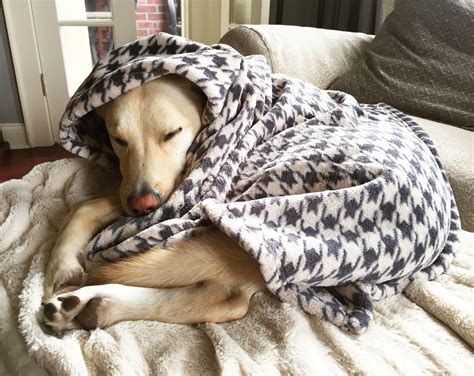 Why Every Dog Needs a Blanket