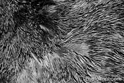 Ostrich Feathers – Photokapi.com