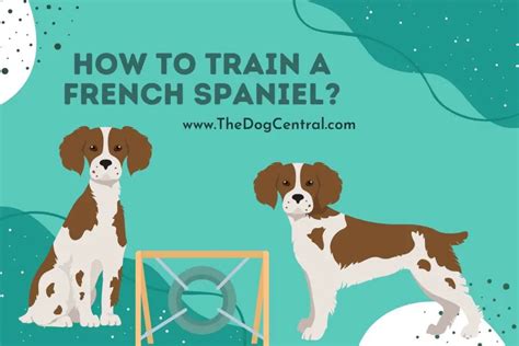 How to Train a French Spaniel? | The Dog Central