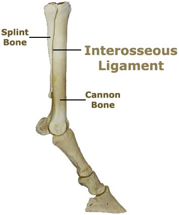 AEC Client Education - Splint Bone Fractures