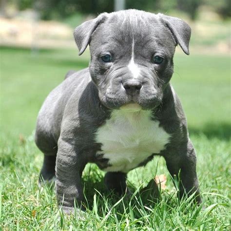 Awwww..the cutest Blue Pitbull puppy in the world! | SPOILED ROTTEN PITBULLS | Pinterest | Blue ...