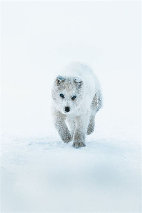 Cute Greenland sled dog puppy walking in the snow | premium image by ...