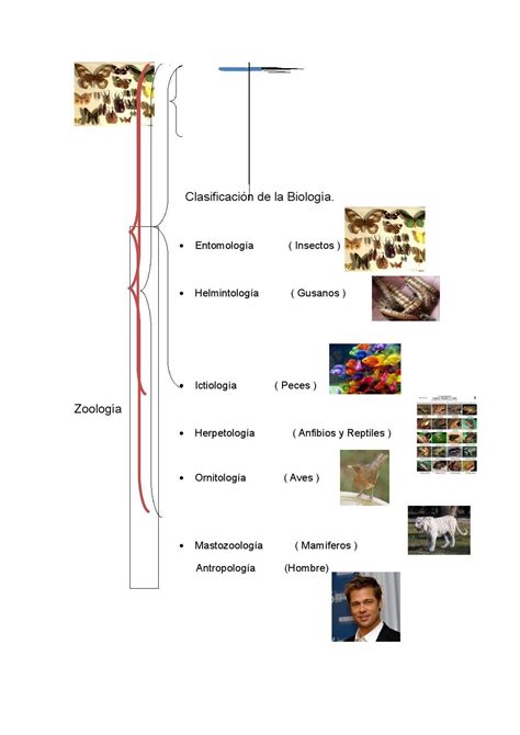 Division de la biologia materia (1) by Ximena Apolo - Issuu