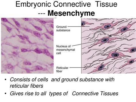 PPT - CONNECTIVE TISSUE PowerPoint Presentation, free download - ID:4193737