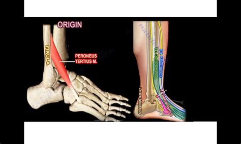 The Peroneus Tertius Muscle — OrthopaedicPrinciples.com