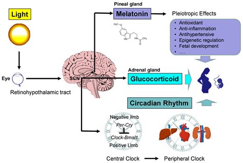 IJMS | Free Full-Text | Light and Circadian Signaling Pathway in Pregnancy: Programming of Adult ...