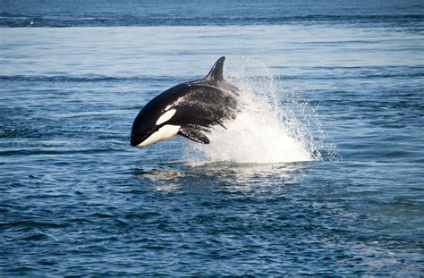 Rare White Killer Whale Calf Seen Amid Orca Pod - Newsweek