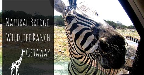 Natural Bridge Wildlife Ranch Getaway | Group Tours