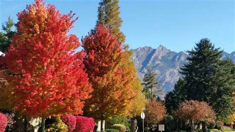 October Autumn color at my home in Salt Lake City, with Mt. Olympus in the distance. Photography ...