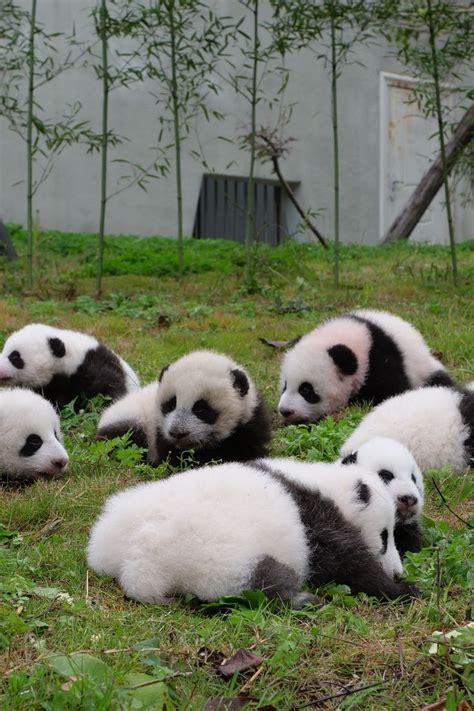 Here Are 36 Baby Pandas Who Want to Make Your Day Better Instantly | Super cute animals, Animals ...