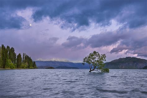 That Iconic Wanaka Tree - Patrick Luchsinger