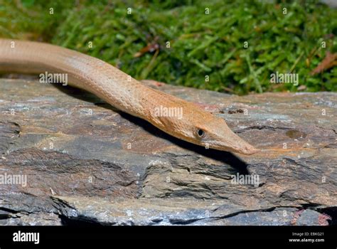 Burton's Legless Lizard (Lialis burtonis), portrait Stock Photo - Alamy