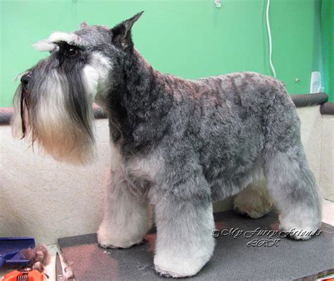 Pet Grooming: The Good, The Bad, & The Furry: Different Looks of a Schnauzer