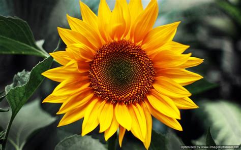 Sunflower HD Wallpaper | Free Hd Wallpaper