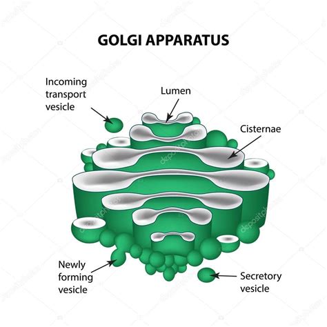 Golgi Apparatus Easy Diagram - Nehan Nohan