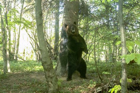 Bears may self-medicate against ticks by rubbing against trees ...