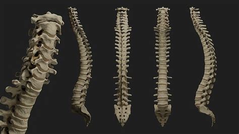 Human spine PBR 3D model | CGTrader