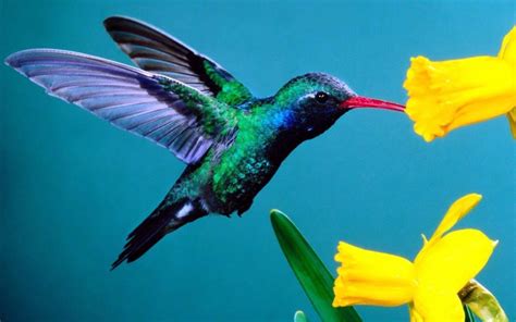 Free Hummingbird Wallpapers - Wallpaper Cave