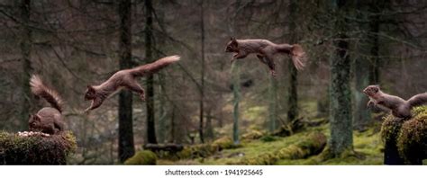 Jumping Squirrel: Over 5,335 Royalty-Free Licensable Stock Photos | Shutterstock