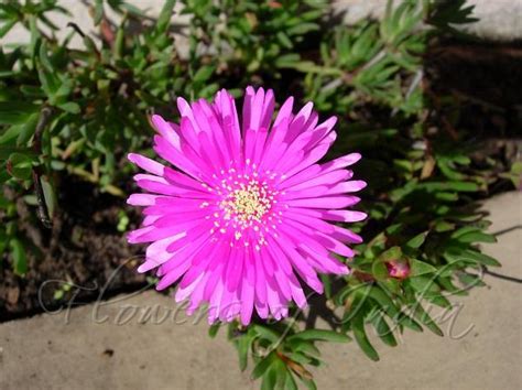 Lampranthus productus - Purple Ice Plant