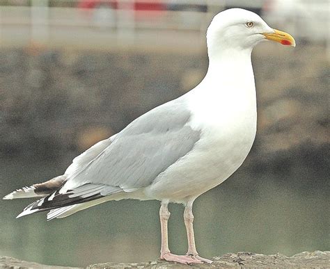 HERRING GULL | The Texas Breeding Bird Atlas