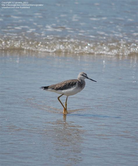 Bird Identification: Shorebirds, 1 by growin