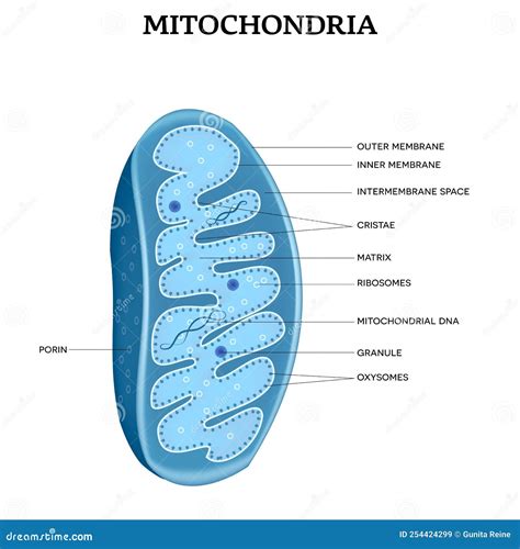 Mitochondria Anatomy Cartoon Vector | CartoonDealer.com #254424299