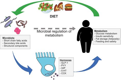 Frontiers | The Influence of the Gut Microbiome on Host Metabolism ...