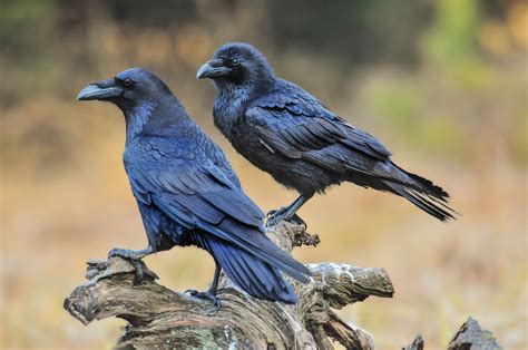 Ravens' negative emotions could be contagious - Cottage Life