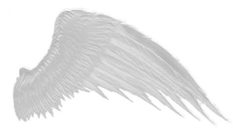 Wings PNG Transparent Images | PNG All