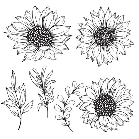 sunflower line art, sunflower line drawing, floral line drawing ...