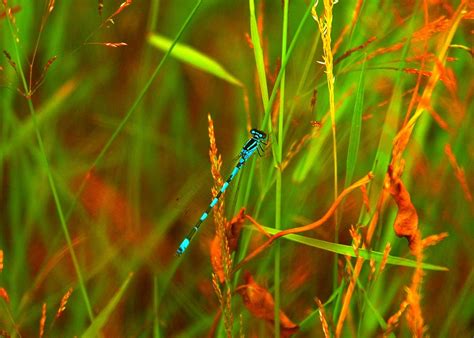 Free photo: Dragonfly, Nature, Grassland, Blue - Free Image on Pixabay - 413311