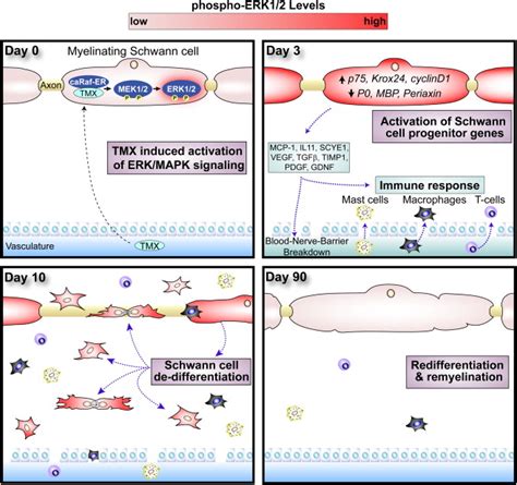 Bers-ERK Schwann Cells Coordinate Nerve Regeneration: Neuron