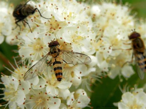 Hoverflies Free Stock Photo - Public Domain Pictures