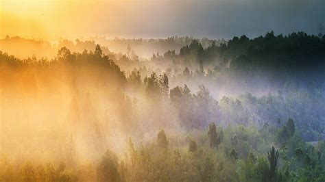 Sunrise Forest 4K Wallpapers | HD Wallpapers | ID #28116